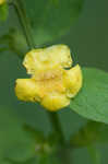 Mullein foxglove